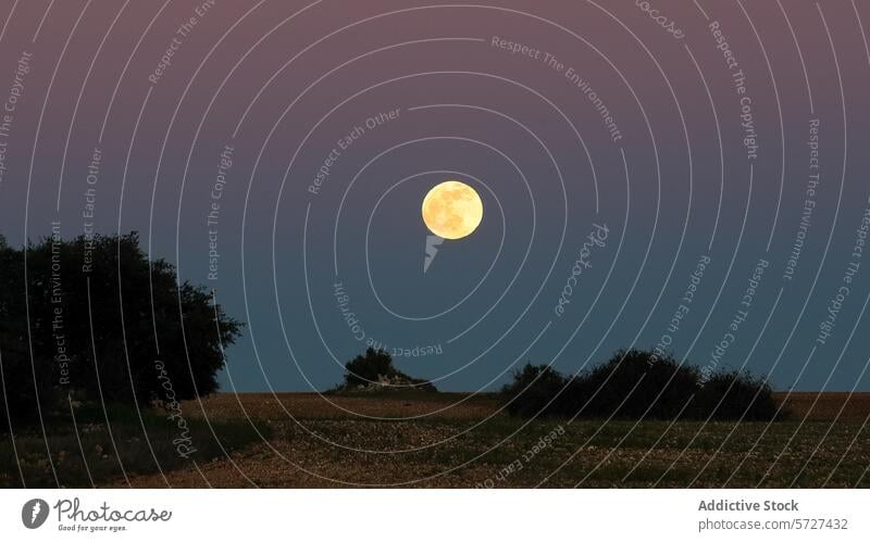 Full moon over tranquil countryside landscape full moon twilight sky rural serenity trees field tranquility nature dusk evening glow rise outdoor celestial