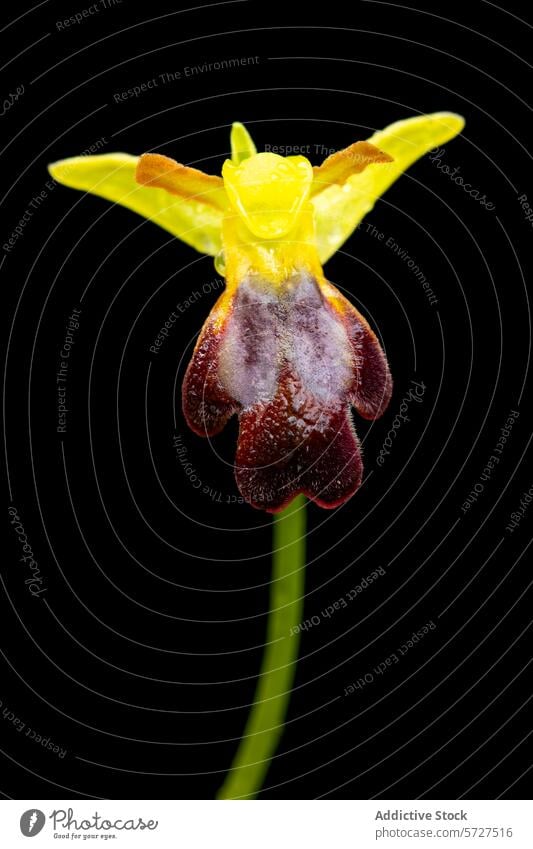 Macro shot of a vibrant Ophrys lupercalis orchid, highlighting the intricate details of its dark brown labellum against its bright yellow petals macro wild
