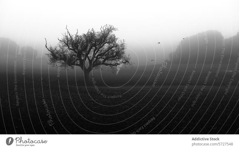Solitary Oak tree in a misty monochrome landscape fog serene mysterious flight bird nature tranquility solitude eerie black and white outdoor calm desolate
