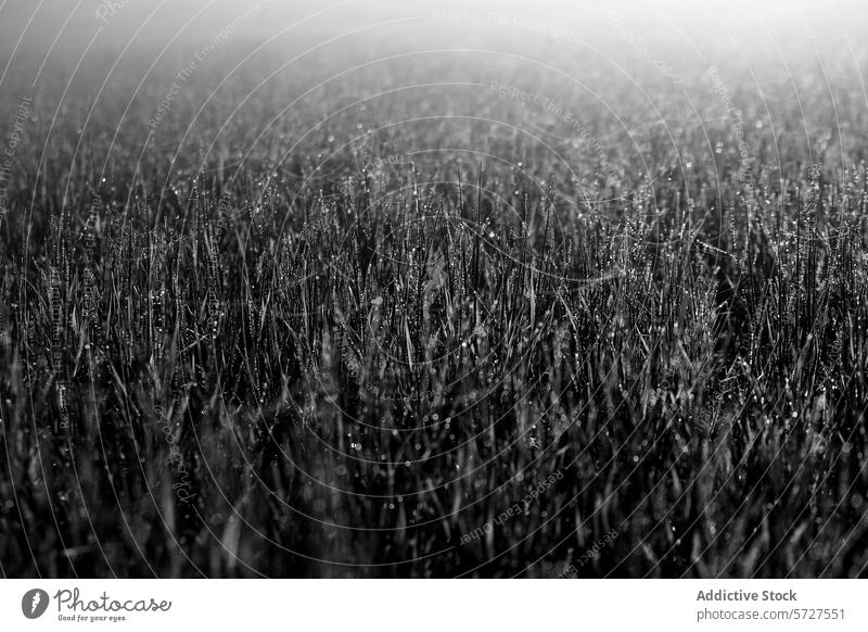 Mysterious monochrome morning dew on grass black white blade serene mystical atmosphere photo field moisture nature calm tranquil water droplet close-up macro