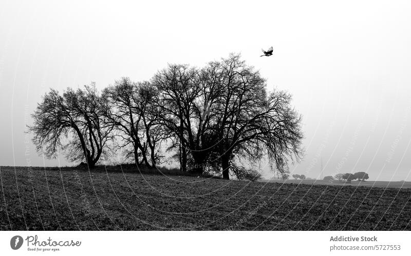 Solitary bird flying over a misty rural landscape flight tree bare black and white serene nature isolated stark beauty image single outdoor simplicity tranquil