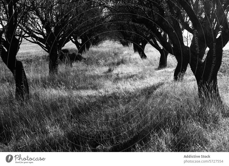 Mysterious grove in monochrome with dramatic shadows black and white tree tranquil grass field nature contrast twisted natural landscape serene outdoor light