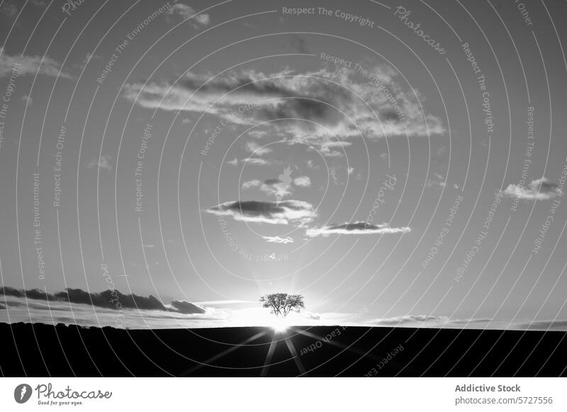 Serene Sunrise Behind a Silhouetted Tree in Monochrome sunrise tree silhouette sky cloud monochrome black and white serene peaceful nature landscape sunlight