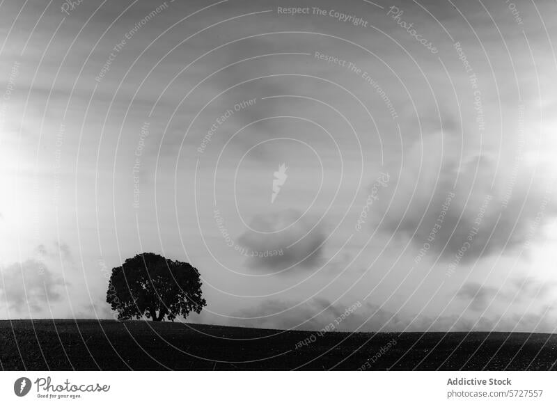Solitary Holm oak tree on a hill under a cloudy sky in monochrome black and white silhouette landscape nature dramatic solitary peaceful minimalistic contrast