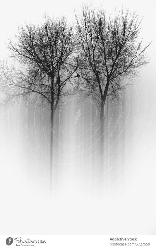 Misty Almond trees in a dreamy monochrome landscape mist ethereal beauty leafless shroud captivate image shrouded fog nature tranquil black and white simplicity