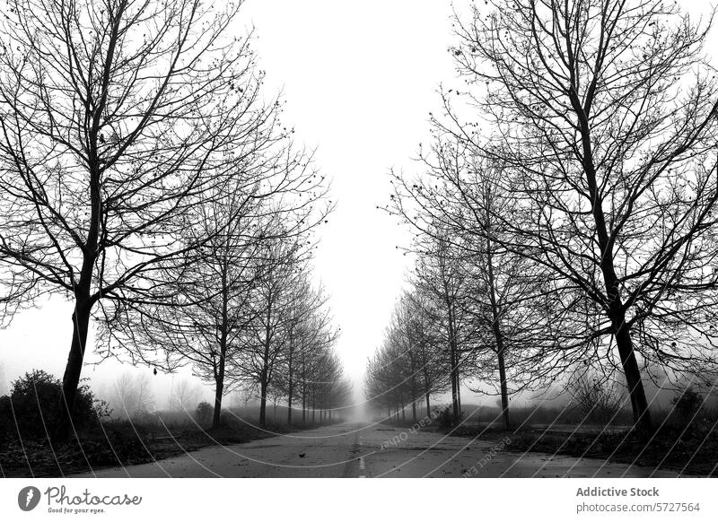Mysterious foggy road lined with bare Plane trees mist mystery solitude desolate black and white path eerie silence winter nature landscape tranquil rural scene