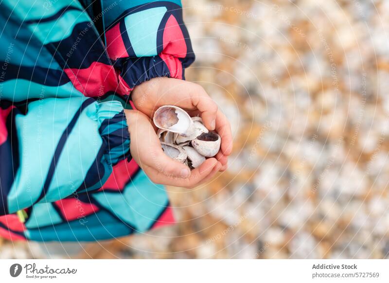 Close-up of anonymous child's hands carefully holding a collection of shells, treasures from a stroll along the pebbly Whitstable beach in the UK seaside