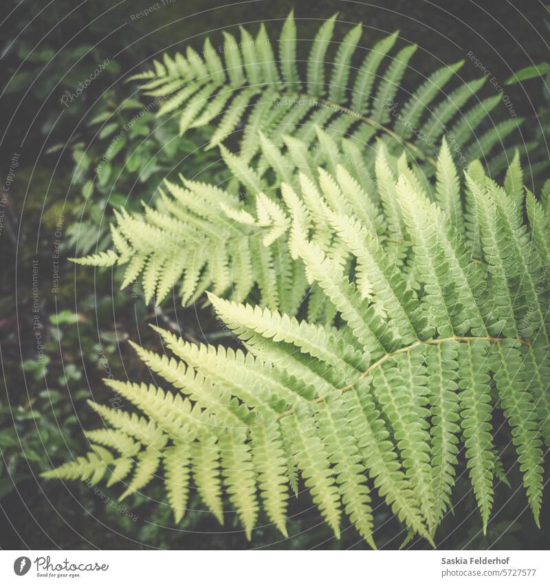 Ferns in dark forest fern fern leaf green foliage plant nature greenery forest plants wild environment environtmental boreal forest