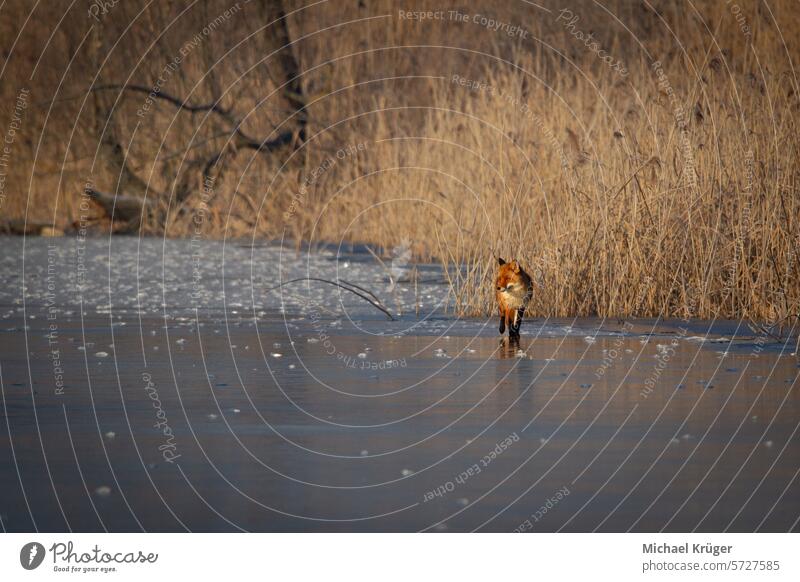 Fox in winter on the ice in search of food animal close up food search frost frozen mammal red fox reeds sneak track water wild animal