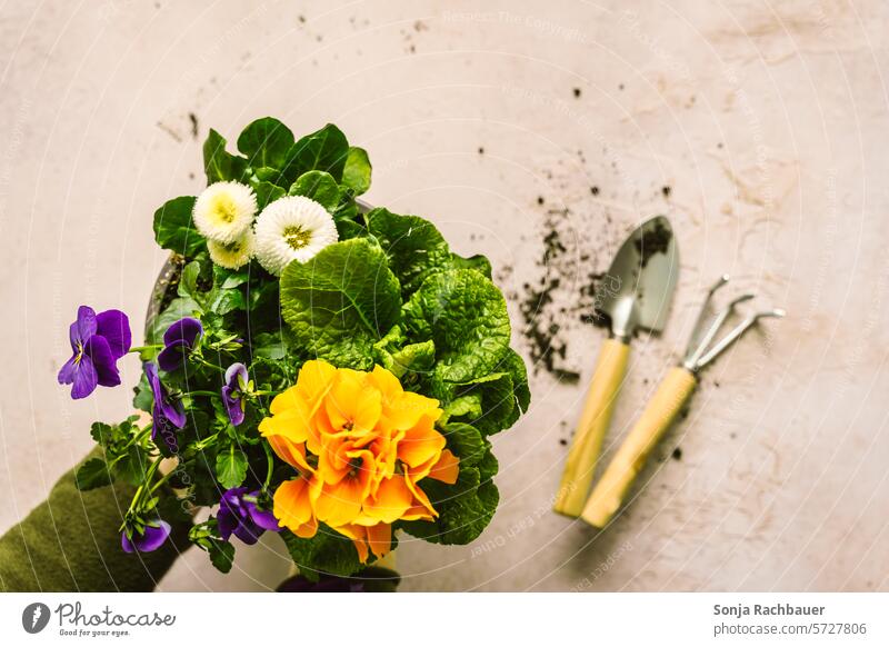 A woman holds a colorful flower pot over a table. Top view. Flowerpot Spring variegated do gardening Plant Leisure and hobbies Growth Gardening garden tool