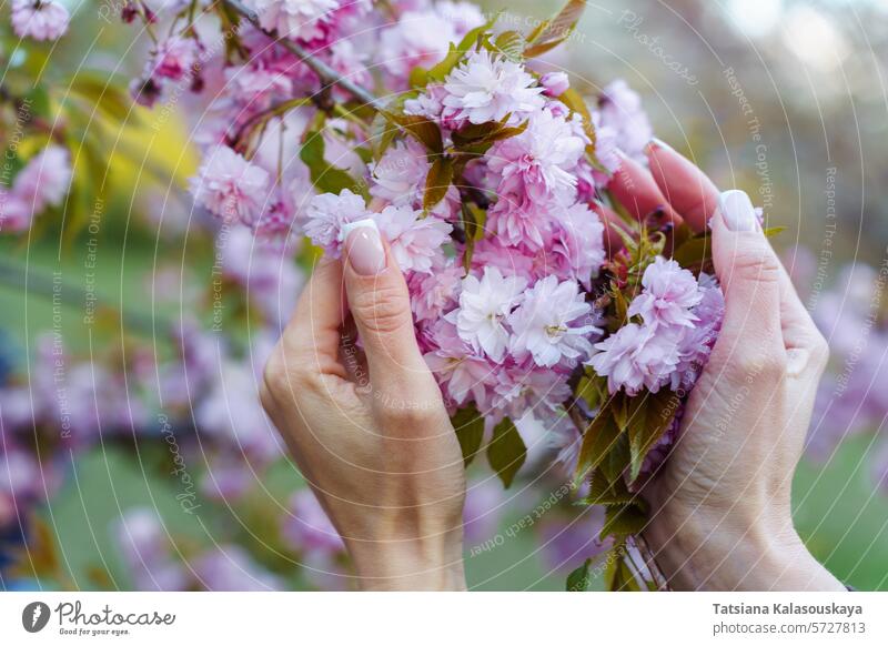 Two female hands touch the flowers of a blossoming sakura tree. Shallow depth of field. Focus on the hands. Blurred background with bokeh Woman Hand Spring