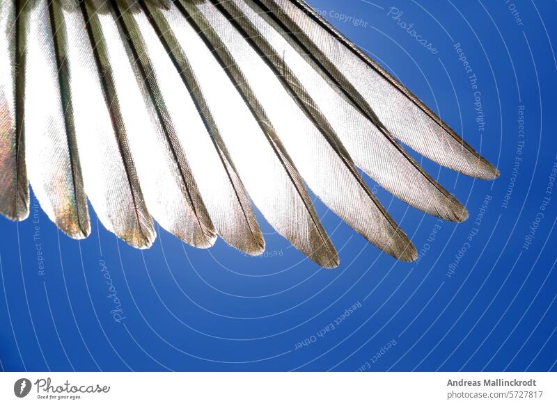 Wings of a siskin (Carduelis spinus) Glittering Anatomy Bird feathers Grand piano Detail songbird flight concept elegance Close-up Feather Animal Purity Nature