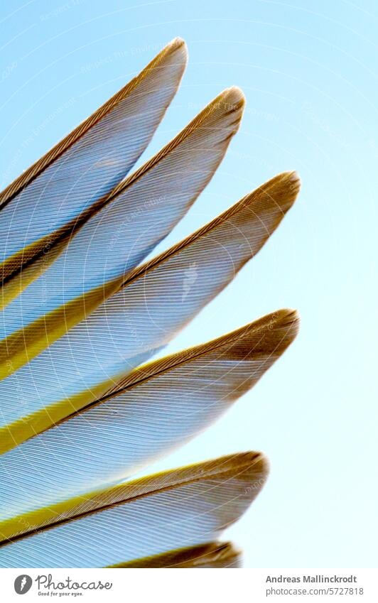 Wing feathers of the siskin (Carduelis Spinus) Grand piano songbird birds Feather Bird spinus Close-up fauna Nature Near Passeri Songbirds Animal Swing arm