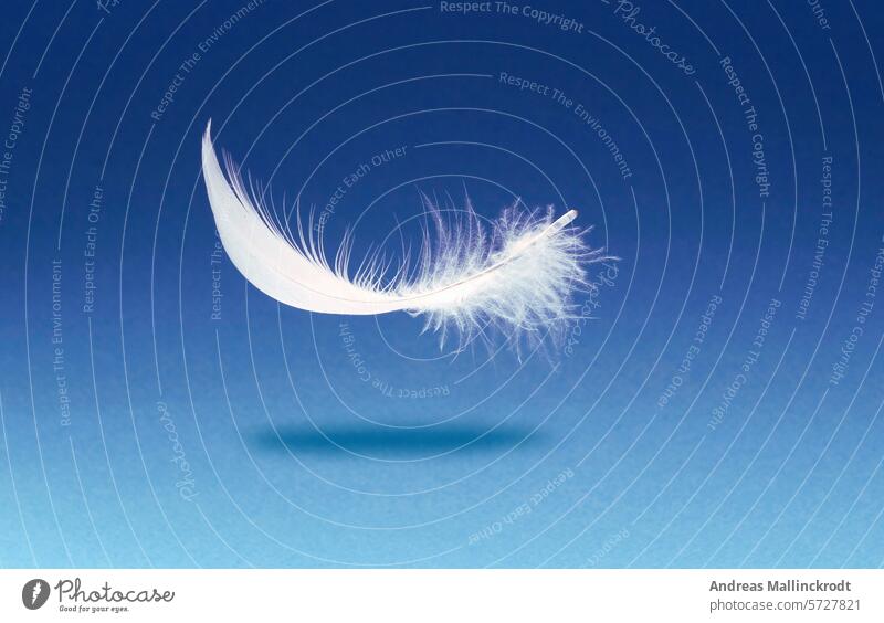 a white feather over a blue background Easy Bird Feather Softness Floating Hover Close-up Swan Animal White object Purity concept Smooth plummeting Blue Fluffy