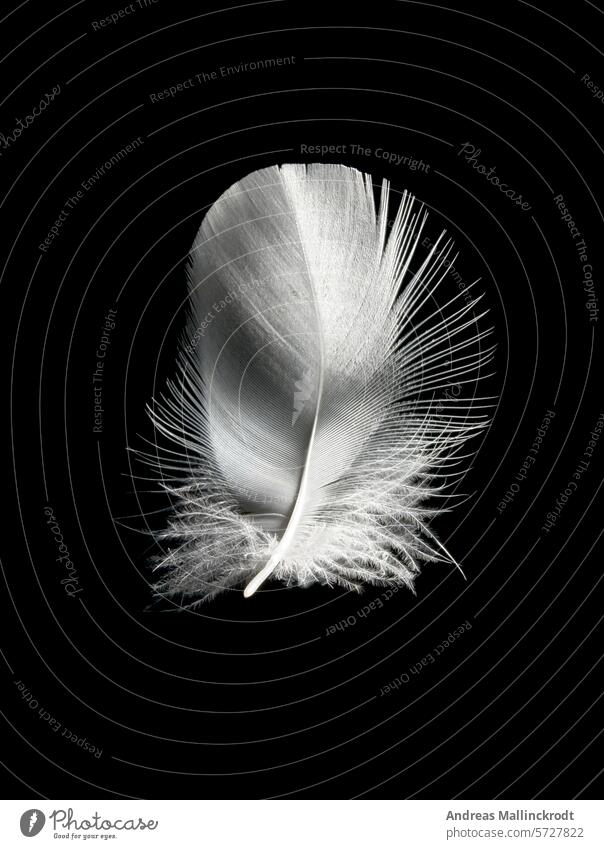 a white feather of the Mute Swan (Cygnus Olor) against a black background Bird White Feather Studio shot Close-up Easy Softness Light Detail Ease white color