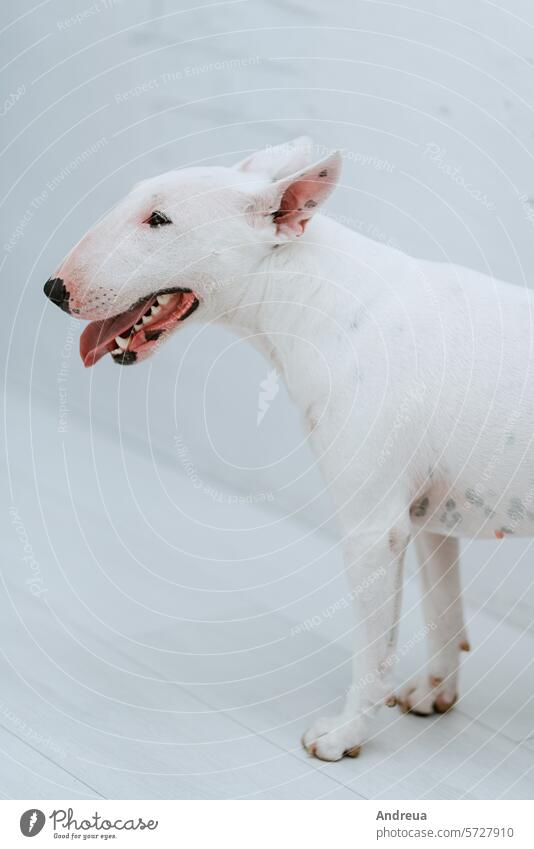 white dog with smooth fur wool light room play brick wall corner grey tile tail friend man's friend pet pink teeth tongue nose