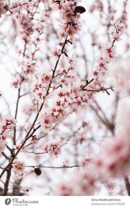 almond tree in bloom. pink blossom in spring. Flowers on blooming tree. Springtime season vertical background. cherry flowers cherry blossom Blossoming Nature