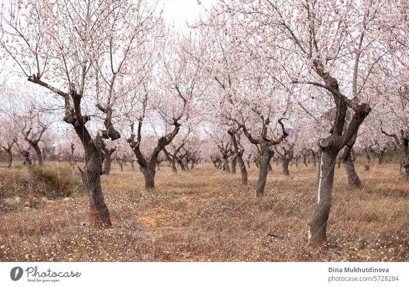 almond tree in bloom. pink blossom in spring. Flowers on blooming tree. Springtime season orchard garden horizontal  background. flowers cherry blossom