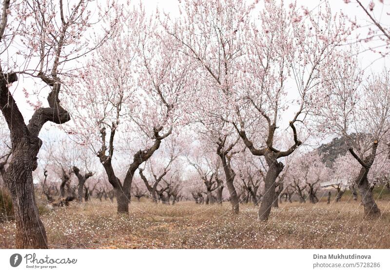 almond tree in bloom. pink blossom in spring. Flowers on blooming tree. Springtime season orchard garden horizontal  background. flowers cherry blossom