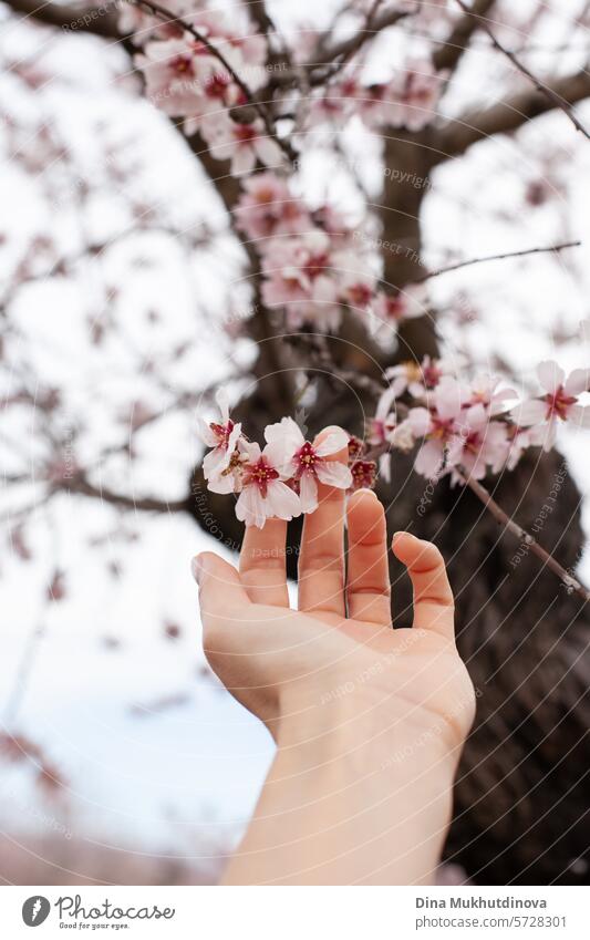 hand touching almond tree in bloom. pink blossom in spring. Flowers on blooming tree. Springtime season vertical background. cherry flowers cherry blossom