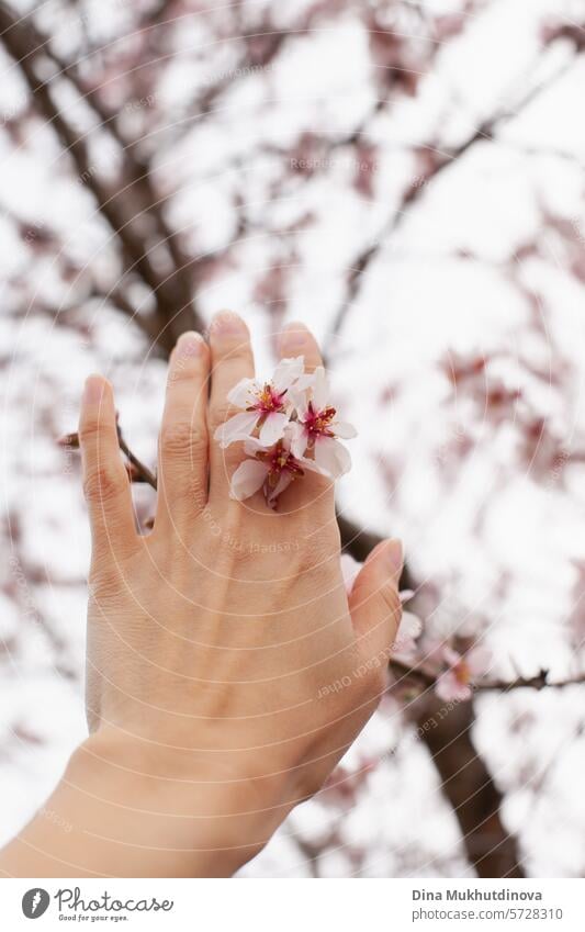 hand touching almond tree in bloom. pink blossom in spring. Flowers on blooming tree. Springtime season vertical background. cherry flowers cherry blossom
