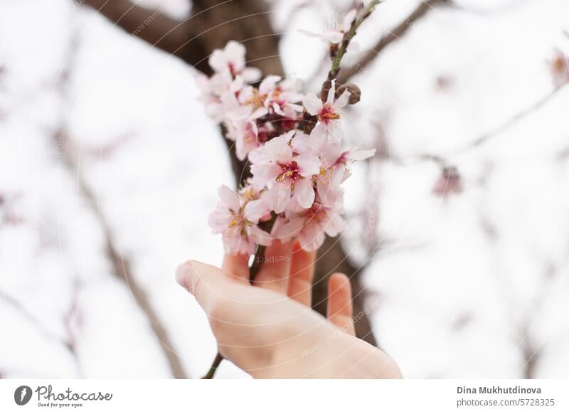 Hand touch almond tree branch blossom. pink blossom in spring. Flowers on blossoming tree. Spring season vertical background. heyday Cherry Blossom flowers