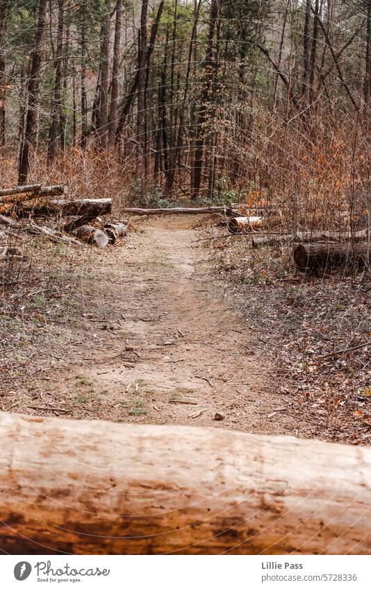 A trail in the woods path Forest warm fall Logs felled forest logs Trees dirt road dirt path