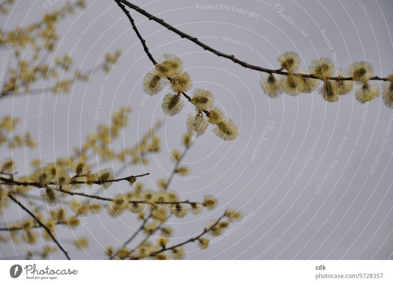 Spring awakening: Branches with yellow flowering willow catkins. Blossoming willow catkins in bloom naturally Nature Spring flower flowering flower Spring day