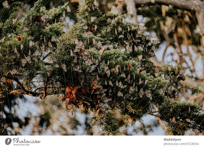 A stunning swarm of monarch butterflies sleeping on a tree branch during migration season Butterfly Nature Insect naturally butterfly wings Wing pattern