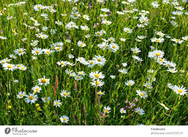 Many daisies on a meadow in nature Asteraceae spring natural day field flower botany plant flora Close-up sunlight yellow petals white copy space daisy family