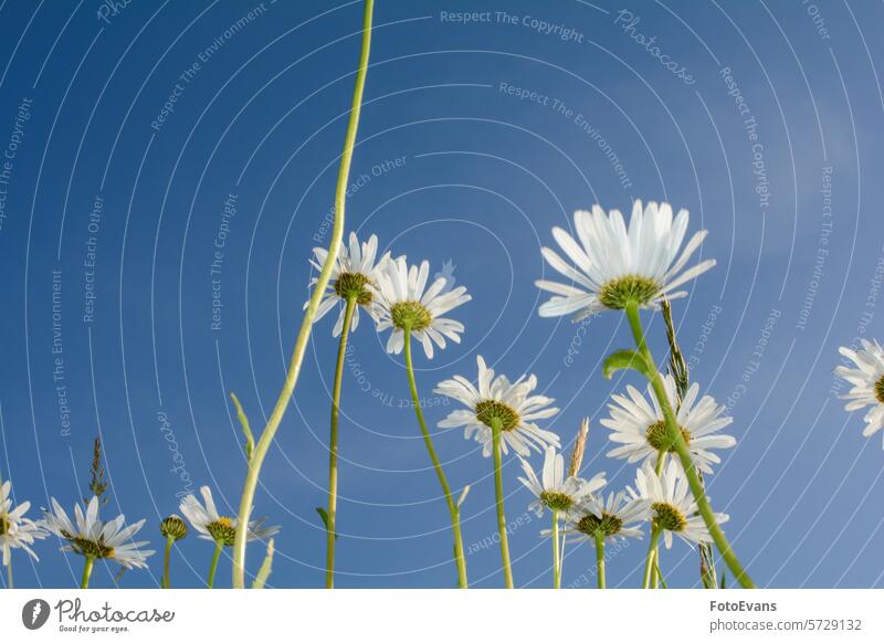 Daisies from below with blue sky Asteraceae spring natural blossom day field flower background plant flora sunlight yellow petals Detail daisy flower copy space