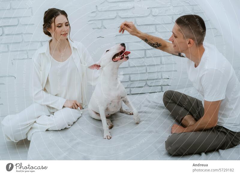 young couple guy and girl in a bright room playing with pet brick brown corner dog ears friend gray grey light man's friend nose pink smooth tail teeth three