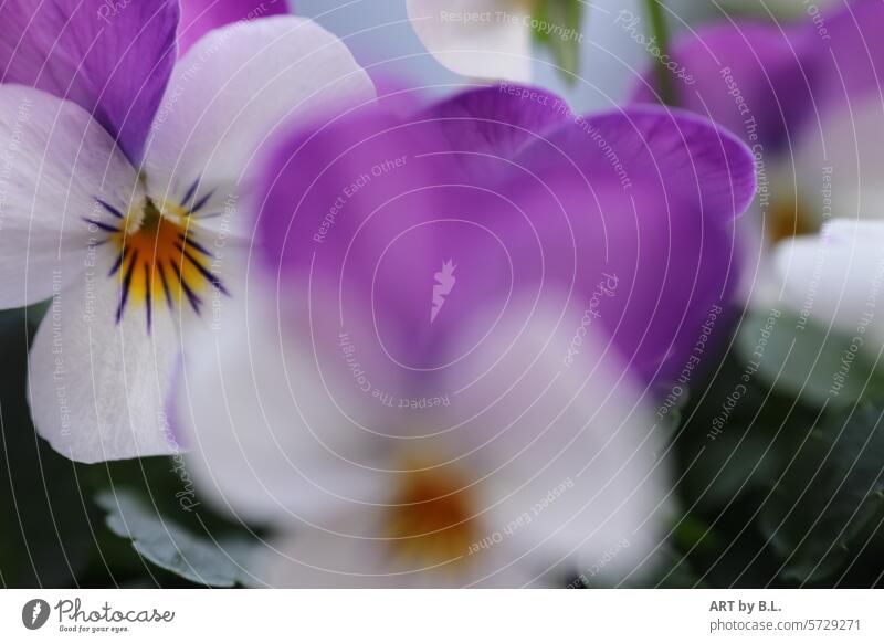 Through the flower Horned pansy Flower Blossom blurred Spring flowering plant background purple Yellow White