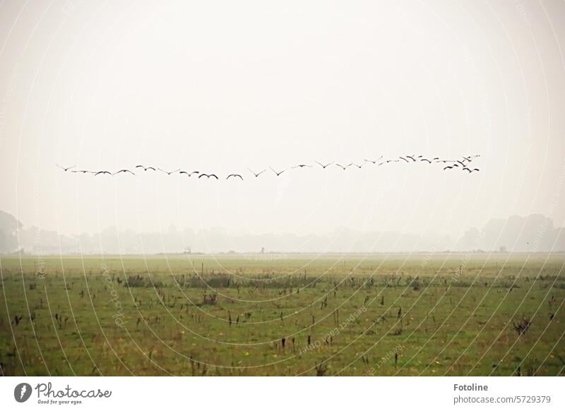 A flock of cranes lands on a barren meadow. The area is still covered in fog. Flock birds Cranes Flying Landing Sky Fog foggy Silhouette trees Lawn Meadow