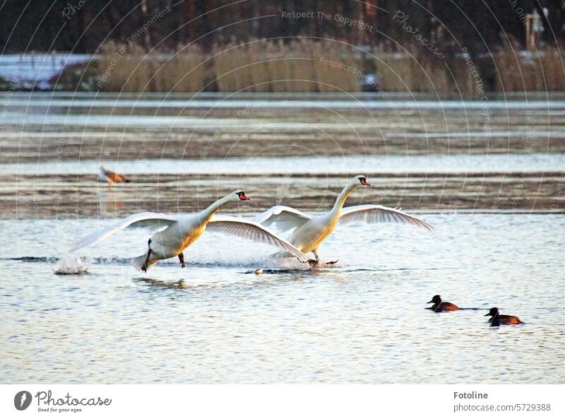 Two swans elegantly approaching almost collide with two ducks bobbing along in a relaxed manner. Swan Water Bird Animal Nature White Elegant pretty Pride Neck