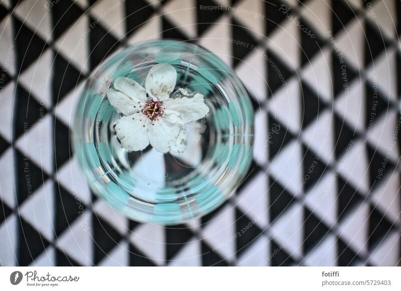 Cherry blossom floats in a glass of water Blossoming Nature Vase black-and-white be afloat Deserted Flower Decoration Close-up Pin pinch