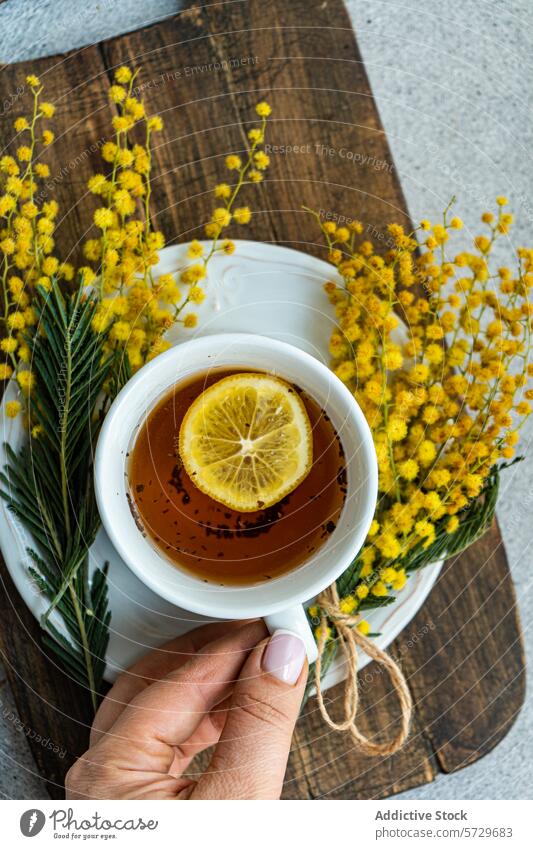 Anonymous person's hand gracefully holds a white tea cup with lemon on a wooden board, complemented by a bunch of yellow Mimosa flowers beverage citrus slice