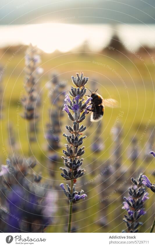A bumblebee collects nectar from lavender flowers, with a tranquil lake and the soft glow of sunset in the background in Patagonia nature insect pollination