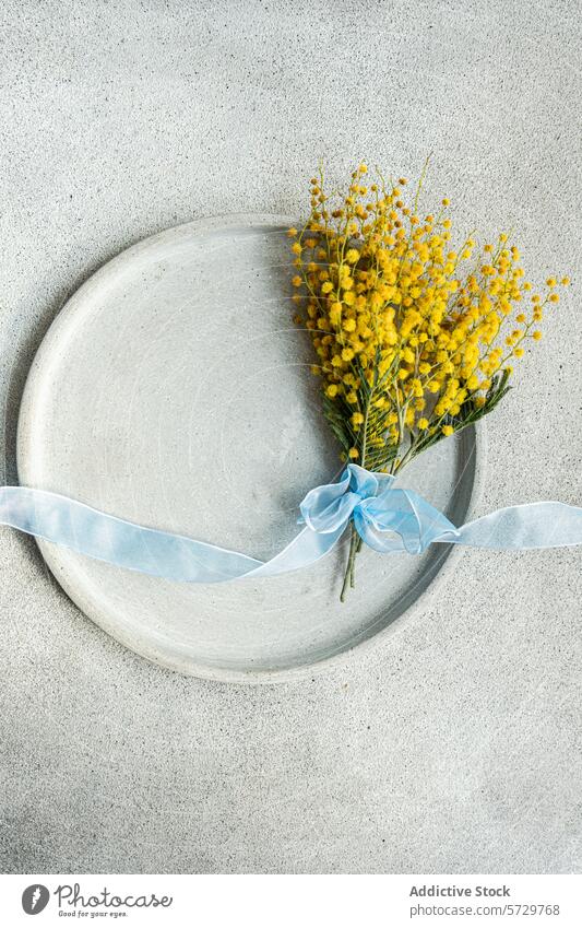 Top view of picturesque bouquet of mimosa flowers, delicately tied with a light blue ribbon, rests on a ceramic plate with a smooth concrete backdrop texture