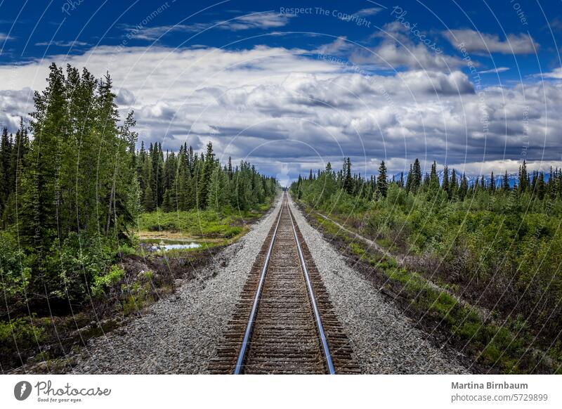 Straight railway tracks through the wilderness of Alaska path railroad alaska national park background beautiful blue brown color denali forest green journey