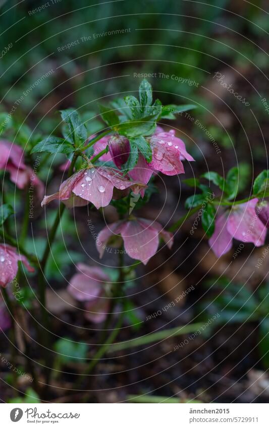 violet-colored Christmas rose blossoms with a few raindrops Flower Spring Winter Rain Blossoming Violet Garden Park Plant Nature Colour photo Close-up