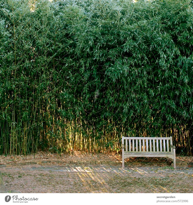 empty bank. Garden Nature Animal Beautiful weather Plant Bushes Wood Illuminate Romance Bench Bamboo Loneliness Empty Park Sit Seating Colour photo