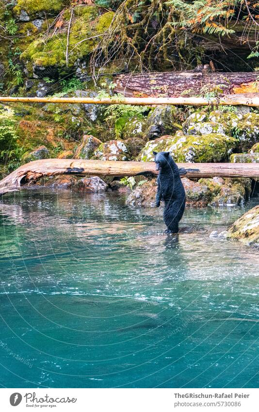 Bear stands and looks for fish black bear stones Beach Animal Wild animal Nature Animal portrait Colour photo Mammal Feed Bay Foraging tree trunks Moss Stand
