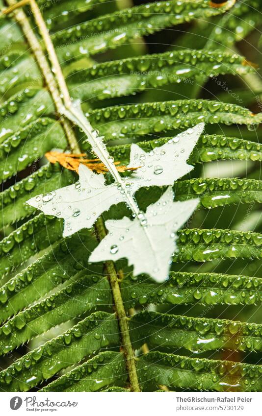 White triangular leaf with water droplets in front of fern Green Plant Dark Contrast Wet Water Detail Nature Drops of water Close-up Exterior shot Colour photo