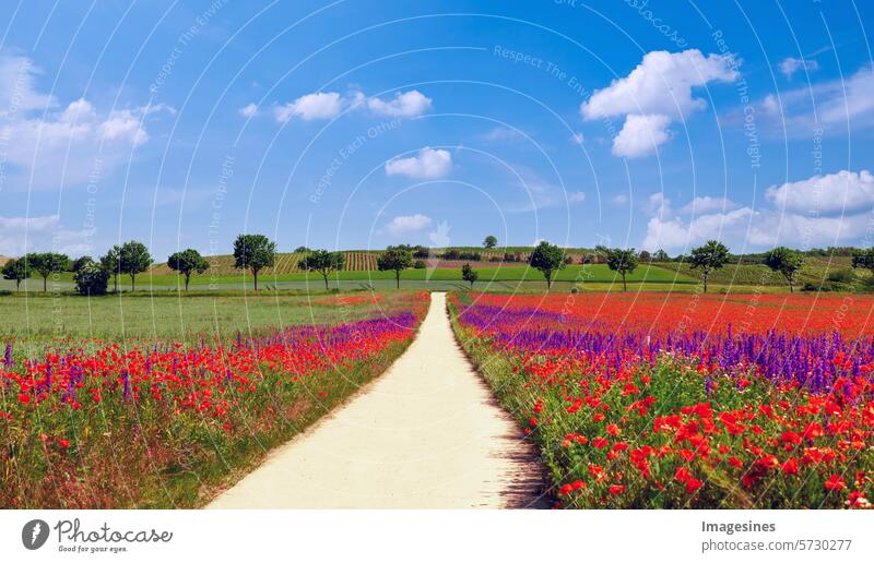 Summer landscape. Wildflowers. Path to a green land with poppy and larkspur fields and trees. Harvesting seeds for organic farming in Rhineland-Palatinate, Germany