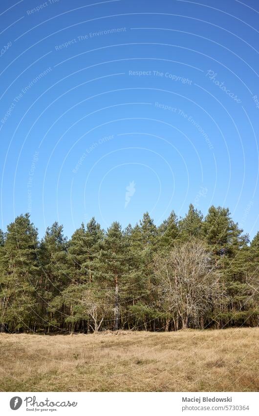 Photo of trees against the blue sky. forest landscape green nature grass horizon field summer country sunny wood outdoors countryside Poland Europe