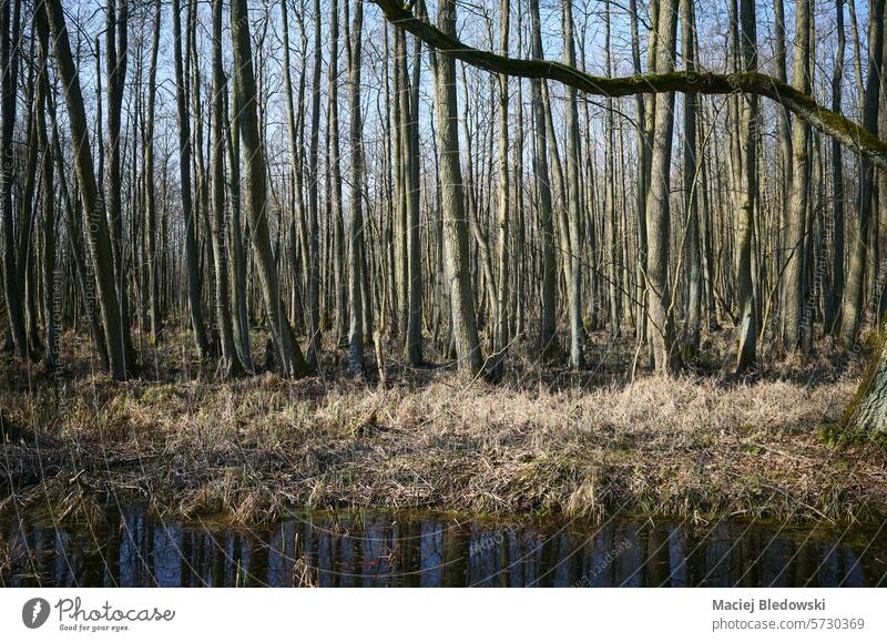Photo of a swampy area in the forest. spring landscape green wilderness nature tree sunny woods outdoors Poland Europe season