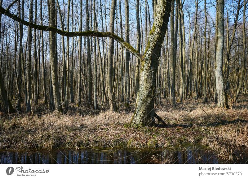 Photo of a swampy area in the forest. spring landscape green wilderness nature tree sunny woods outdoors Poland Europe season