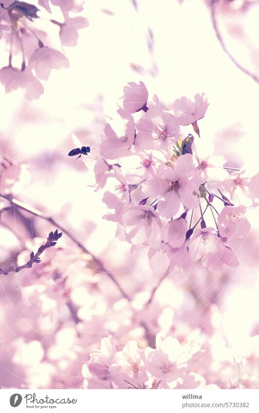 Bees in a pink cherry blossom frenzy spring blossoms blossom tree Spring Pink Delicate flowering twig pink flowers Ornamental cherry