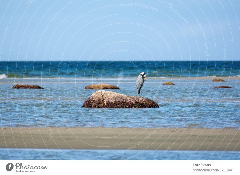 A heron stands on a large stone in the sea with its head ducked horizon copy space sand landscape Gnathostomata Gray heron nature water Germany Tetrapoda